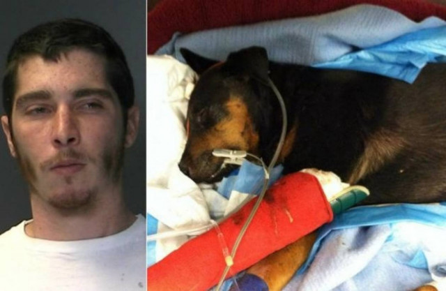 Φρικτό έγκλημα: Βίασε σκύλο και μετά τον χτύπησε μέχρι θανάτου