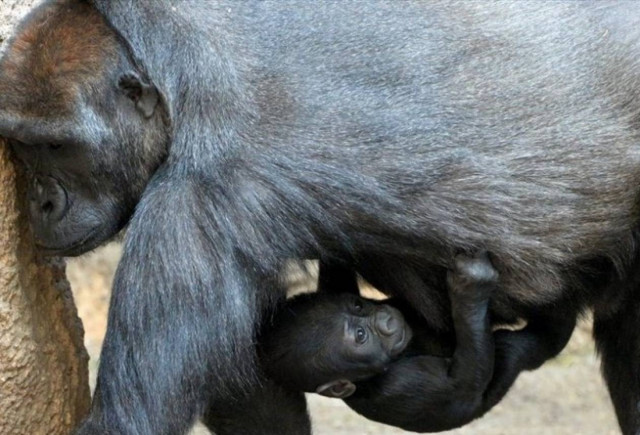 Νεογέννητο γοριλάκι κρέμεται από την κοιλιά της γιαγιάς του (pic)