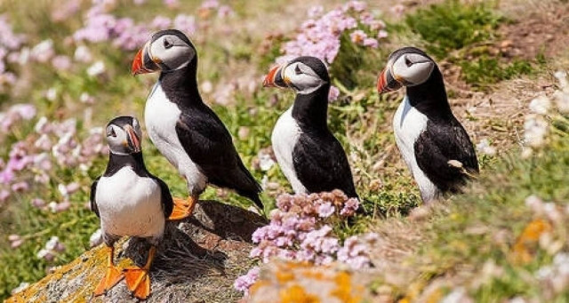 France: Thousands of dead seabirds on beaches