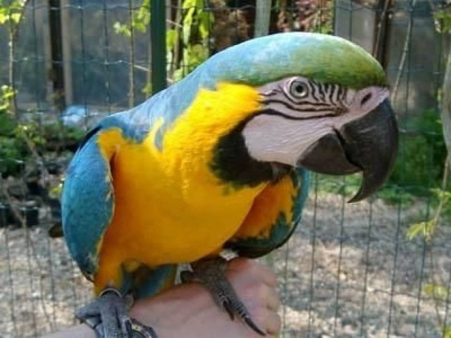 Ο παπαγάλος αποκάλυψε ότι δολοφόνος ήταν ο ανιψιός!