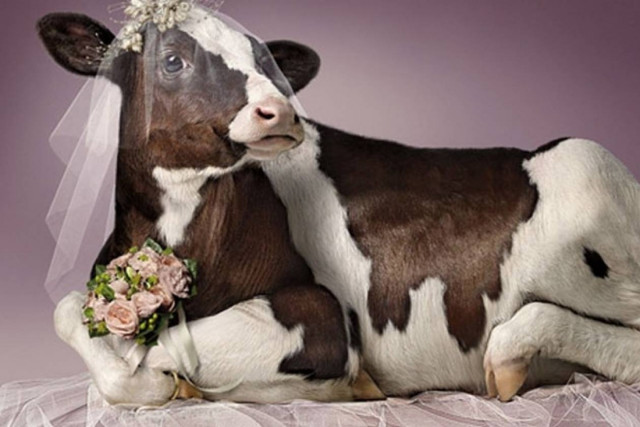ΑΝΕΚΔΟTO: Ο οργασμός της αγελάδας