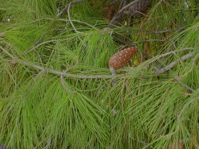 Κλαδιά πεύκου λειτουργούν ως φίλτρα για πόσιμο νερό