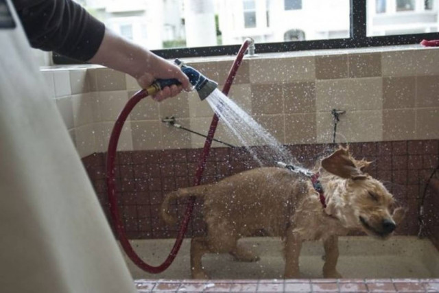 Σκύλοι που απεχθάνονται το νερό σαν γάτες (video)