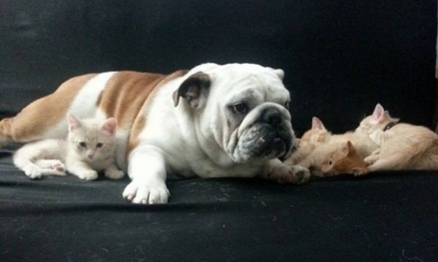 Το τρυφερό μπουλντόγκ «μεγαλώνει» τρία νεογέννητα γατάκια!