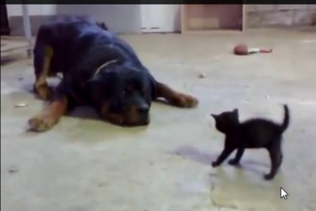 Το γατάκι που δεν φοβάται το ροτβάιλερ (video)