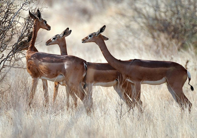 Μαστουρωμένες αντιλόπες προκάλεσαν χάος