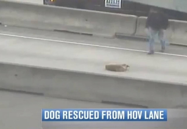 Διάσωση σκύλου με ένα σάντουιτς (video)