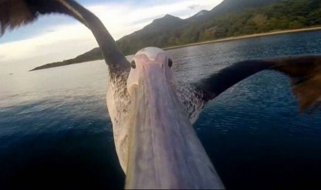 Video of the day: Pelican learns how to fly!