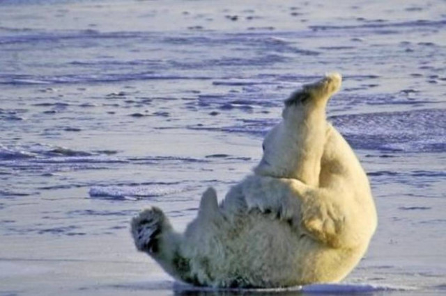 ΑΠΙΣΤΕΥΤΟ: Πολική αρκούδα κάνει... γυμναστική (photos)