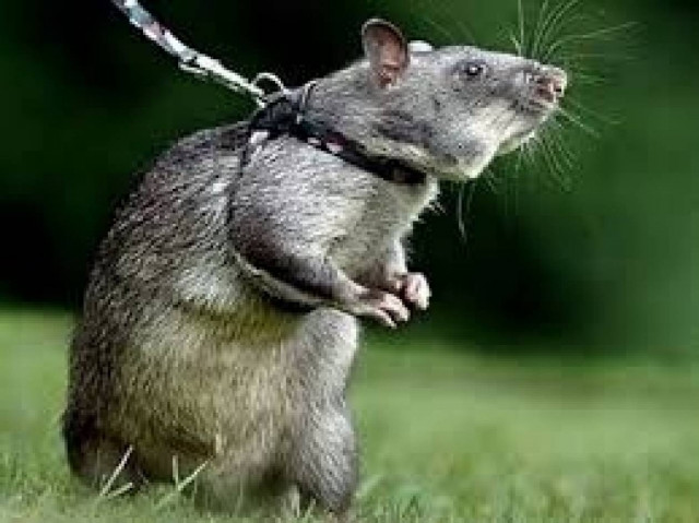 Αυστραλία: Φυλάκιση τριών μηνών για βασανισμό αρουραίων