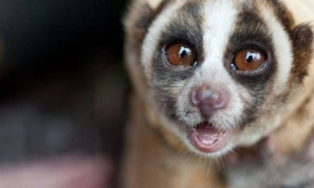 Αυτό το μουτράκι υπάρχει και ονομάζεται slow loris!