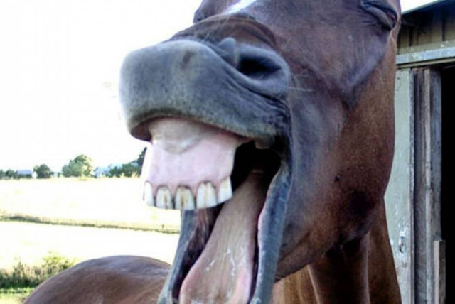 ΑΝΕΚΔΟΤΟ: Ένα άλογο στο φούρνο!