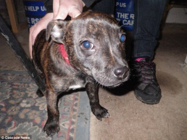 Βίντεο: 23χρονος βασανίζει το μόλις 2 μηνών κουτάβι του