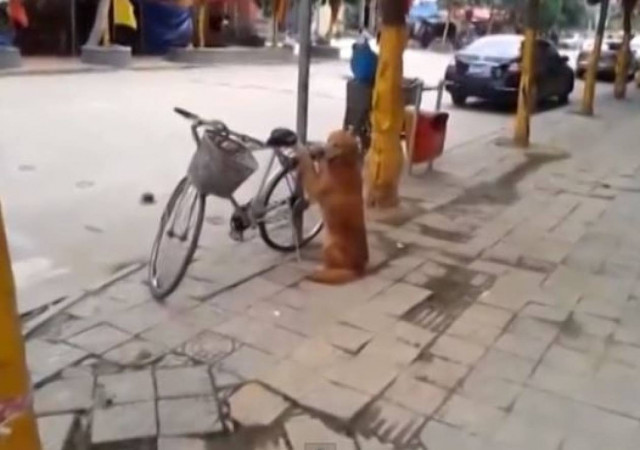 Αυτός ο σκύλος θα σας… τρελάνει (Βίντεο)