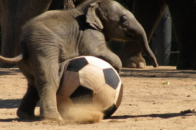 ΑΝΕΚΔΟΤΟ: Ελέφαντες και μυρμήγια παίζουν ποδόσφαιρο...