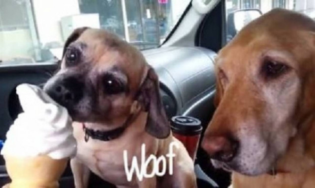 Τι συμβαίνει όταν δύο σκυλάκια δουν ένα παγωτό; (βίντεο)