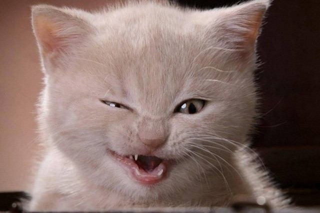 ANEKΔΟΤΟ: Η γάτα που μιλάει