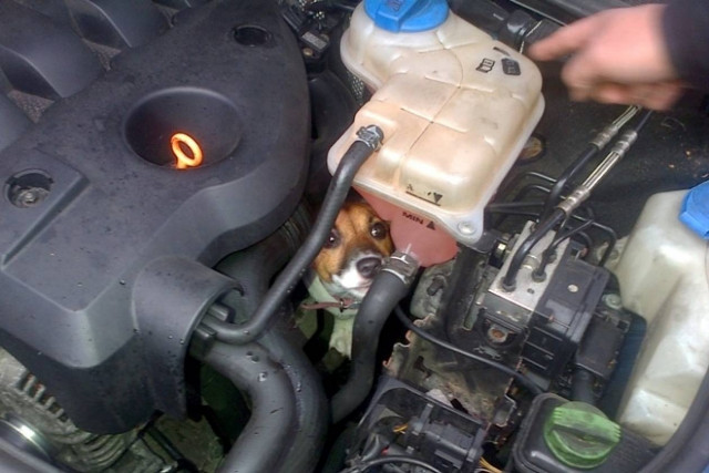 Κουτάβι επιβίωσε μετά από 20 χιλιόμετρα παγιδευμένο σε μια μηχανή