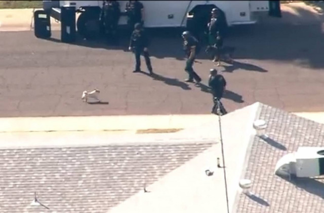 Σκυλάκι μετέτρεψε αστυνομική επιχείρηση σε παρωδία (vid)