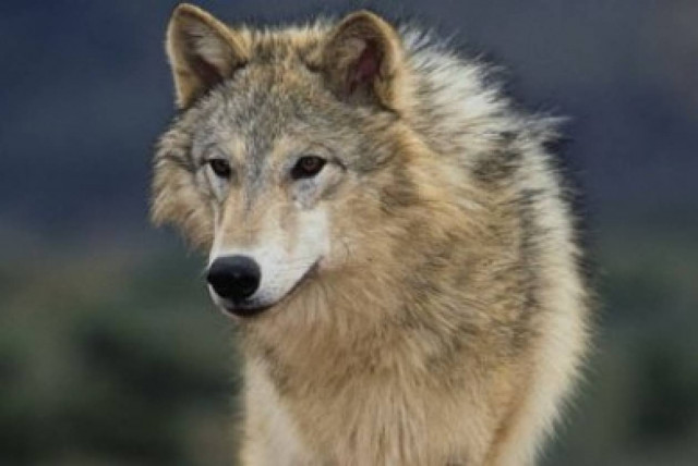 Ινδονησία: Φετβά απαγορεύει τη θανάτωση άγριων ζώων