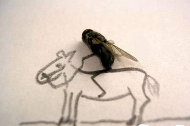 ΑΝΕΚΔΟΤΟ: Η αλογόμυγα και ο σκύλος