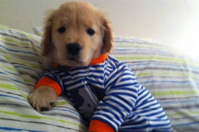 To τυφλό σκυλάκι που ξετρέλανε το facebook (photos)