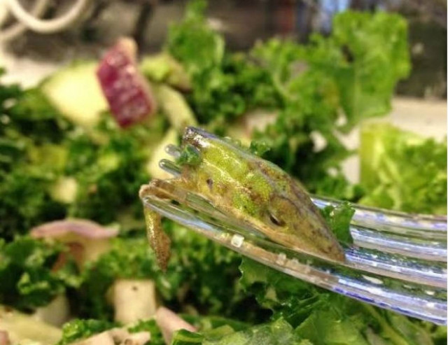 Βρήκε κεφάλι σαύρας στη σαλάτα της