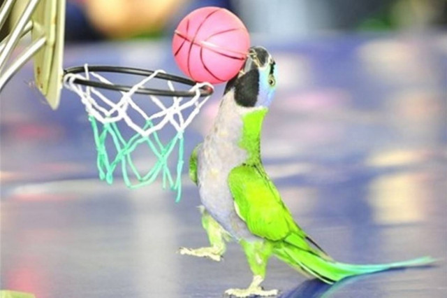 ANEKΔΟΤΟ: Ο παπαγάλος στην κατάψυξη
