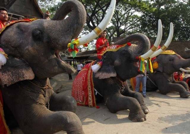 Εθνική ημέρα ελέφαντα σήμερα στην Ταϊλάνδη