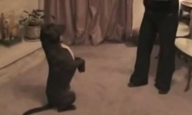 Ο σκύλος και ο άντρας που έσωσαν ο ένας την ζωή του άλλου