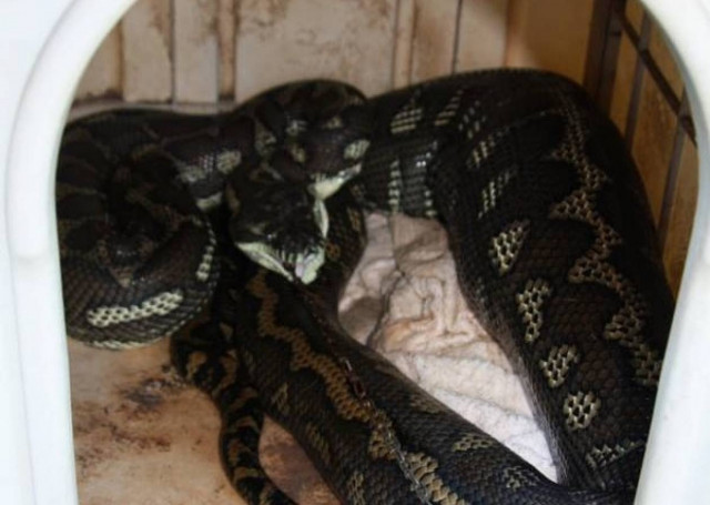 «Πάγωσε» όταν είδε ότι πύθωνας είχε φάει ολόκληρο τον...