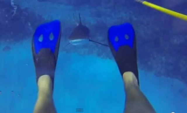 Video of the day: Shark attack caught on camera!