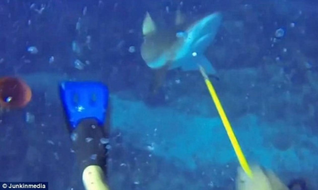 Βίντεο που παγώνει το αίμα: Η στιγμή που ήρθε αντιμέτωπος με καρχαρία