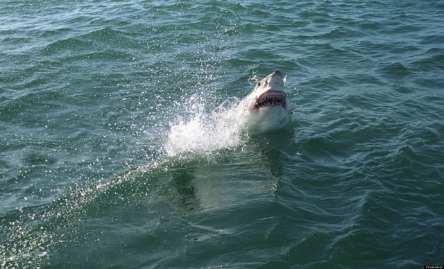 Ο καρχαρίας αποδείχθηκε… σκουμπρί!