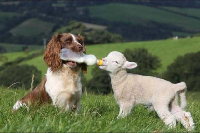 Το τσοπανόσκυλο που ταΐζει τα αρνάκια στο στόμα (photos)