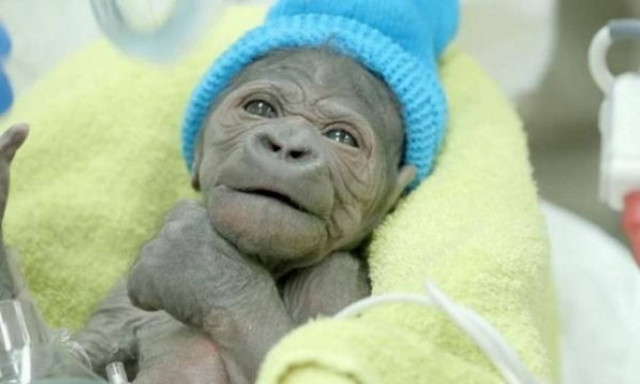 Αυτό το γοριλάκι γεννήθηκε με καισαρική! (βίντεο)