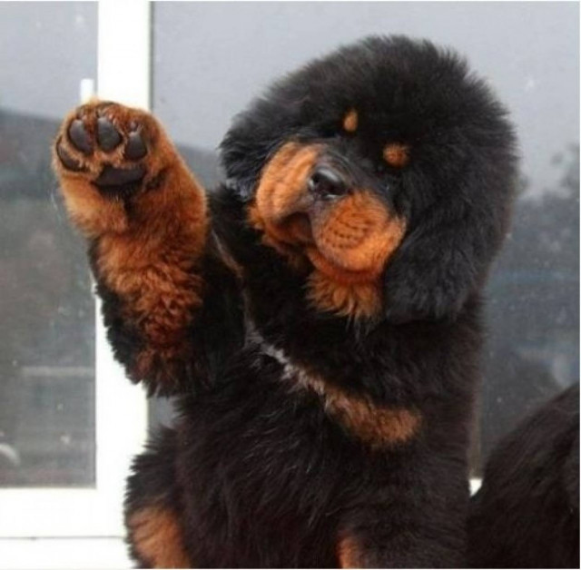 Κουτάβι Θιβετιανό Μαστίφ πουλήθηκε έναντι 1,44 εκ. ευρώ