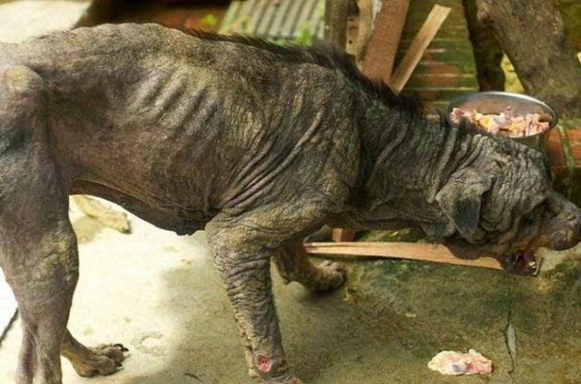 Η απίστευτη μεταμόρφωση ενός σκύλου (pics)