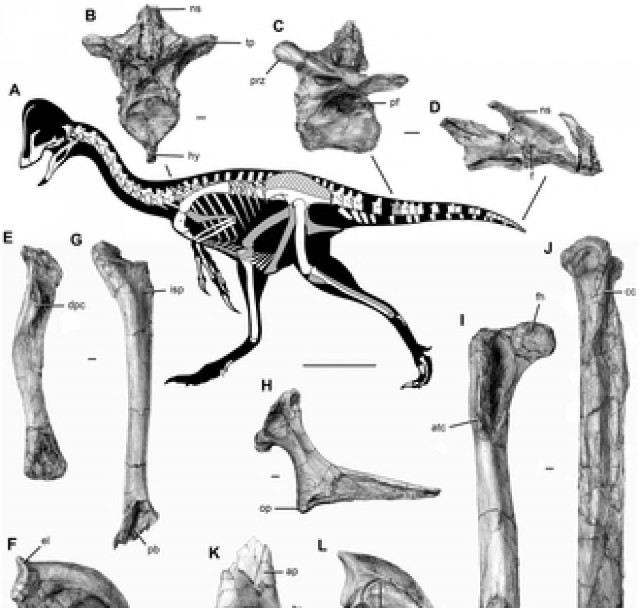 Ανακαλύφθηκε ένα αξιοπερίεργο είδος δεινοσαύρου!