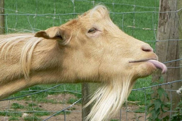 ΞΕΚΑΡΔΙΣΤΙΚΟ ΒΙΝΤΕΟ: Κατσίκα νομίζει πως είναι... κότα!