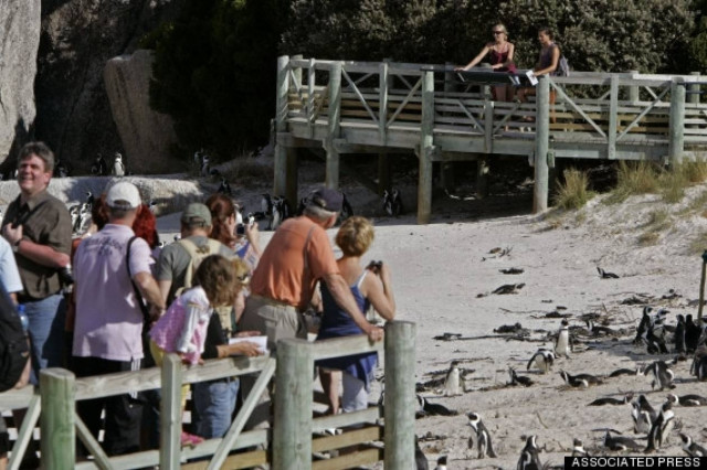 Η παραλία που λατρεύουν οι πιγκουίνοι (pics)