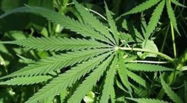 Ρέθυμνο: Είχε γλάστρες με χασίς μέσα στο κατάστημά του