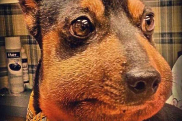 Μπορείτε να φανταστείτε γιατί πρήστηκε έτσι ο σκύλος; (photo)