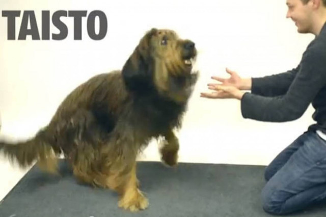 Πώς αντιδρούν οι σκύλοι στα μαγικά; (video)