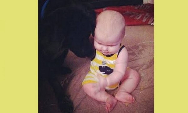 Σκύλος ειδοποίησε τους γονείς ότι η μπέιμπι σίτερ κακοποιούσε το μωρό!