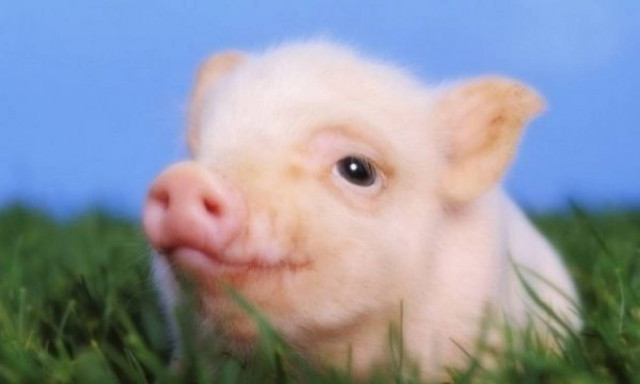 Τα μωράκια είναι υπέροχα ανεξαρτήτως είδους! (εικόνες)