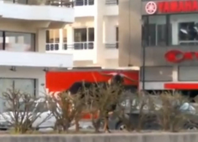 Βίντεο: Αδέσποτοι τράγοι βγήκαν να βοσκήσουν στην Εθνική Οδό