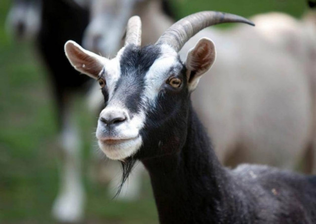 Οι κατσίκες είναι τελικά πιο έξυπνες! (videos)