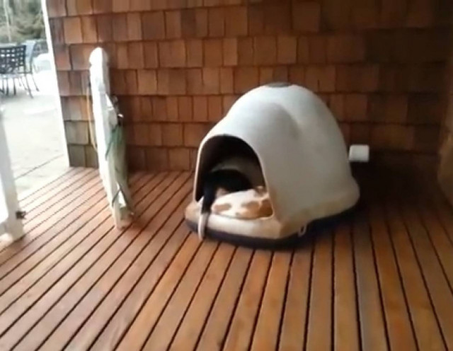 Άλλος για το σκυλόσπιτο; (vid)