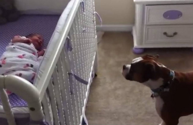 Συγκινητικό! Boxer αντιδρά στο κλάμα μωρού (video)